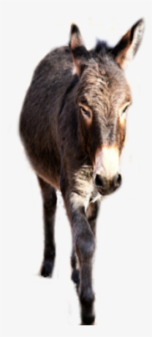 Donkeys Of All Sizes Minis, Standard, Large Standard - Mane #3961529