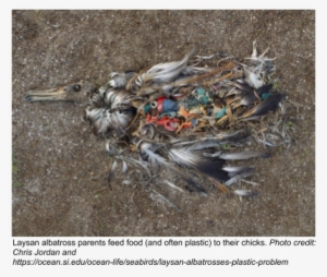 Whether They Are Made Of Mylar Or Latex, Balloons Can - Dead Albatross Plastic #3962523