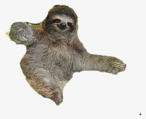 Sloth Free Png Image - Sloths (blastoff! Readers: Animal Safari) #3962907