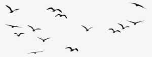 “spread Your Wings - Birds Flying In The Sky Png #3963000