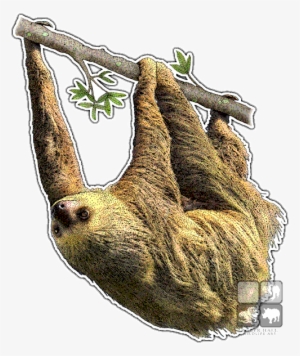 Hoffmann's Two-toed Sloth Decal - Sloths Of The World Throw Blanket #3963064