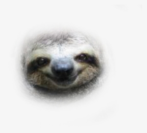 Sloth Face Transparent Background #3963383 Sloth Face Transparent Background #3963383
