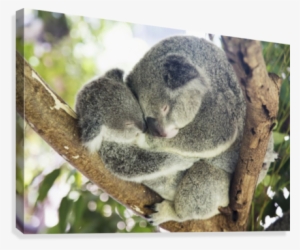 Mother And Baby Koala Bears Cuddled Up In A Tree #3963405