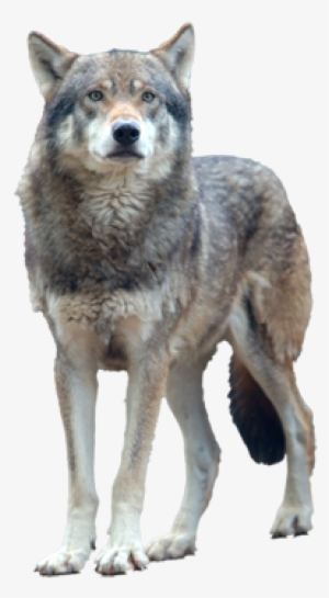 Gray Wolf Transparent Background - Free Transparent PNG Download - PNGkey