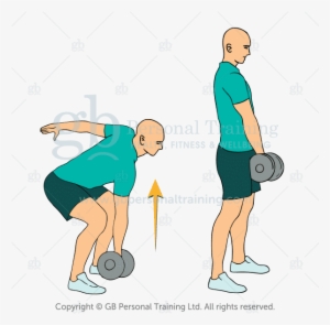 Dumbbell Deadlift Exercise - Exercise #3964439