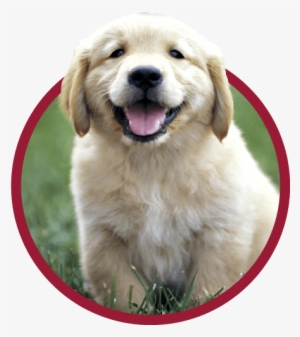 Puppy Preferred Pet Plans - Golden Retriever Puppies #3964932