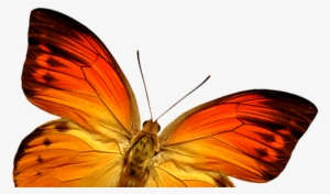 Coolest Butterfly Pictures Free Download Orange Butterfly - Butterfly #3965037