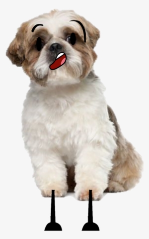 Shish Su- The Talking Dog - Shih Tzu #3965176