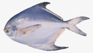 Pomfret White - Paplet Fish Information #3966299