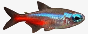 Neon Tetra - Oily Fish #3966326