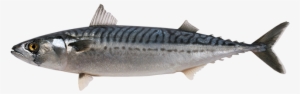 Mackerel - Mackerel Fishes #3966358
