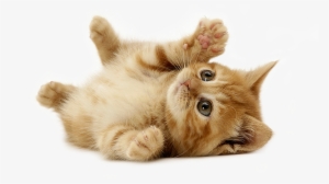 I Have Been Taking My Pets To Glasgo Memorial Veterinary - Rodent Rhymes And Pussycat Poems #3966482