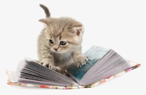 From Heart Warming Stories Of Shelter Kittens Finding - Transparent Png Heart Cat #3966571