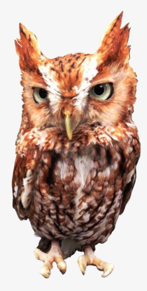 Animals Transparent Owl - Eastern Screech Owl #3966824