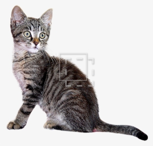 Parent Category - Kitten Cutout #3966884