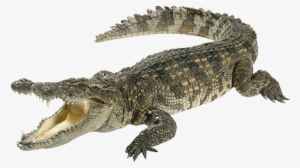 Crocodile - First Qanda Deadly Creatures [book] #3966938