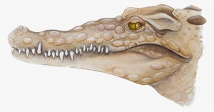 American Crocodilecrocodylus Acutus - Nile Crocodile #3967102