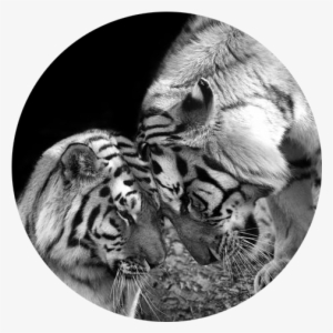 Tiger Love Siberian Tigers Black And White Print Art - Love Tiger #3972441