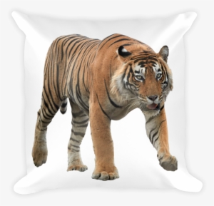 Bengal-tiger Print Square Pillow - Panthera Tigris Malayensis Png #3972704
