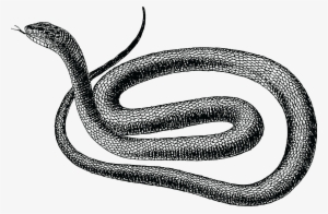 , , - Rat Snake Clip Art #3972927