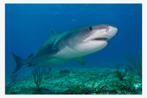 Tiger Shark Emma 1 Canvas Print - Tiger Shark #3973216