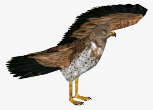 Short-toed Snake Eagle - Buzzard #3973306