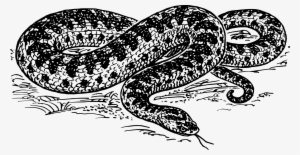 Big Image - Serpiente En Blanco Y Negro #3973338