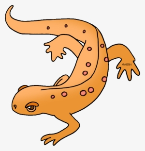 State Amphibian Of New Hampshire - Amphibians Clipart #3973402