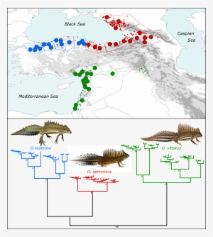 We Confirm That There Are Three Genetically Distinct - Map #3973750