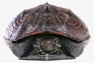 Animal Photoshop Turtle Burger #3974925