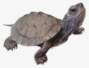 Turtle #3975368 Turtle #3975368