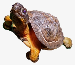 Desert Tortoise #3975568