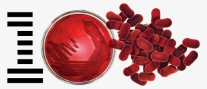 Ibm100 Tracking Infectious Diseases Iconic Mark - Disease Transparent #3975594