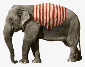 African Elephant Png Picture - Asian Elephant White Background #3975633