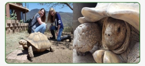 Happy World Turtle Day Shellebrate World Turtle Day - Galápagos Tortoise #3975656