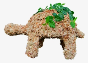 Medium Turtle Planted - Turtle #3975685