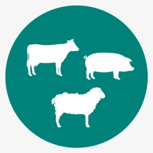 Disease Threats Across Regions - Hook Norton Veterinary Surgeons #3975925