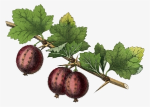 Gooseberry - Anonymous - Kitchen Fruits Iii #3976191