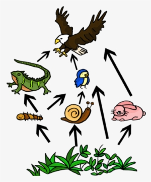 Chain Clipart Food - Balance In An Ecosystem Information #3976601