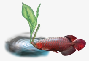 Of O Arowana Disease - Disease #3976685