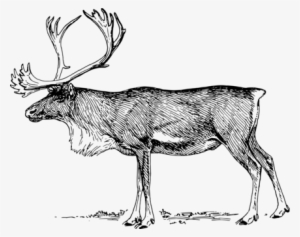Reindeer Elk Clip Art Carousel Flying Bird - Caribou Image Clipart #3979059