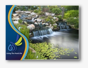 Goldfish & Koi Ponds - Pennsylvania #3980130