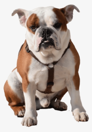 Bulldog Sitting - Cute Puppies And Dogs [book] #3980500
