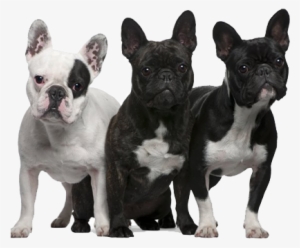 Bulldog Png Transparent Image - French Bulldog With Patches #3980607