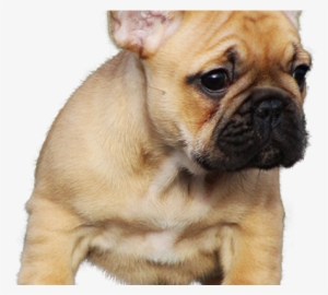 Французский Бульдог Png #3980819