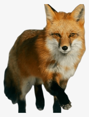 Fox - Red Fox #3980865