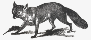 Grey Fox - Portable Network Graphics #3981004