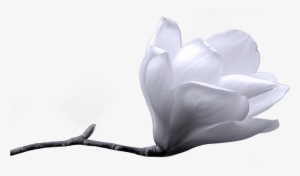 Flower - Winter Png #3981843