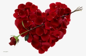 New Images Of Download Rose Flower Awesome Beautiful - Valentine Day #3984226