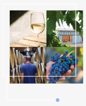 Wine - Seedless Fruit #3984505